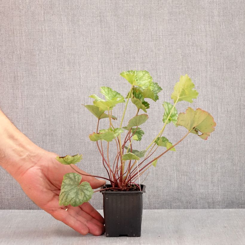 Ejemplar de Heuchera americana Dale s Strain Maceta de 8/9 cm entregado en verano