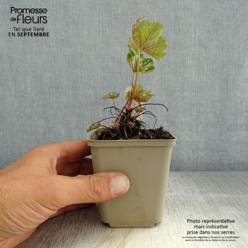 Ejemplar de Heuchera Beauty Colour Maceta de 8/9 cm entregado en verano