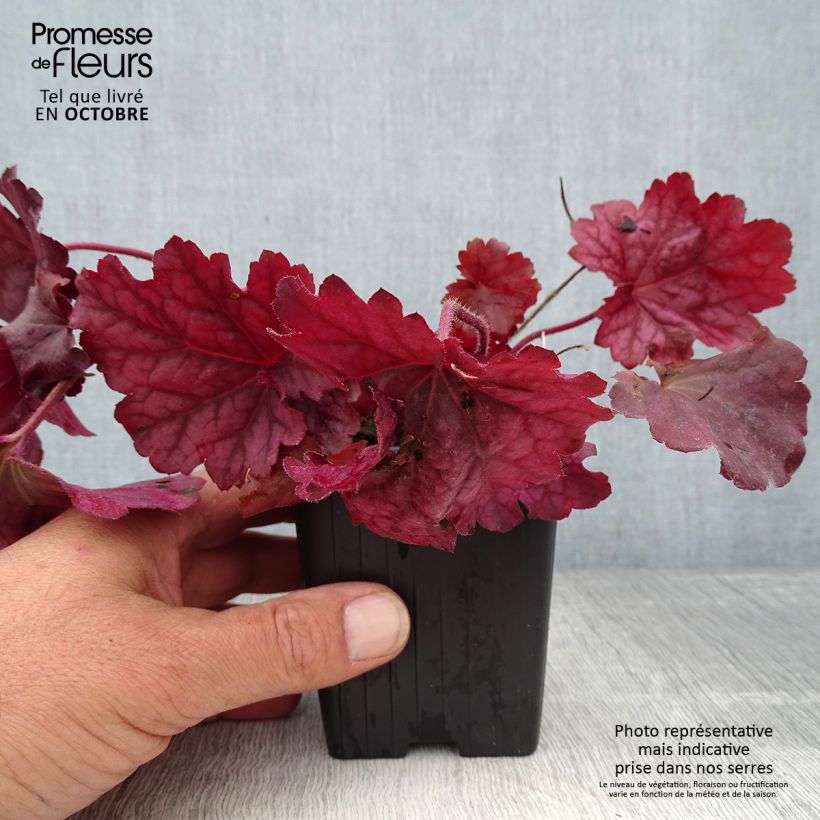 Ejemplar de Heuchera Berry Smoothie Maceta de 8/9 cm entregado en otoño