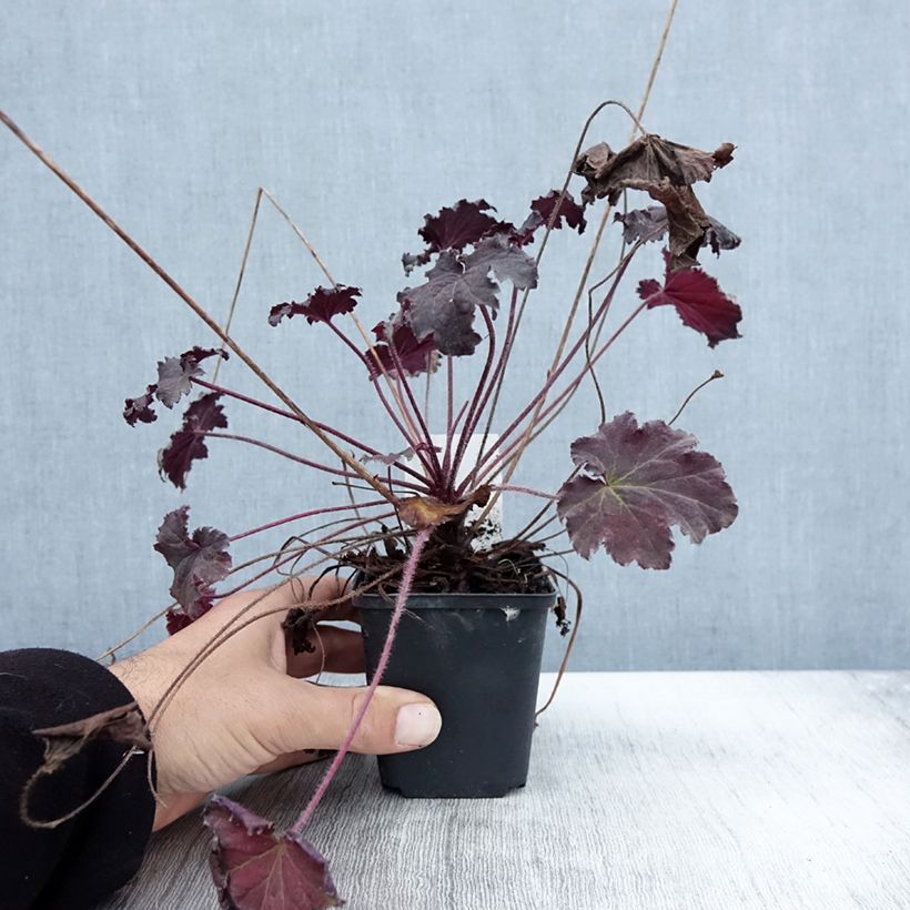 Ejemplar de Heuchera Binoche Maceta de 8/9 cm entregado en otoño