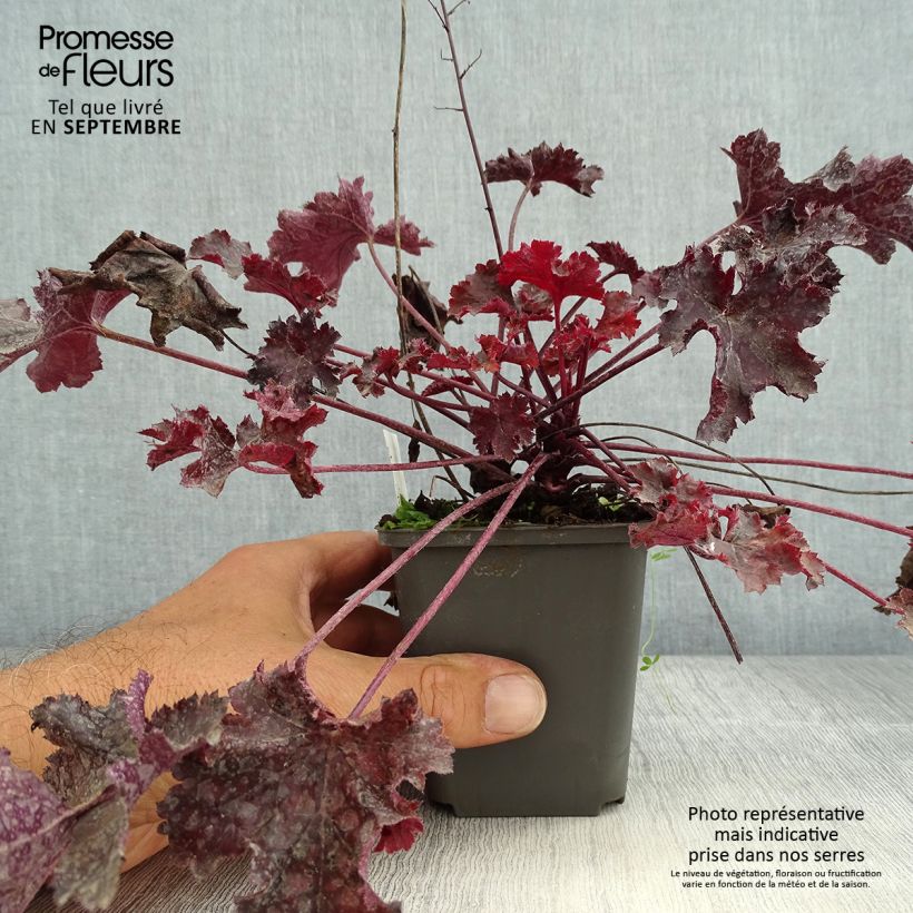 Ejemplar de Heuchera Black Beauty Maceta de 8/9 cm entregado en verano
