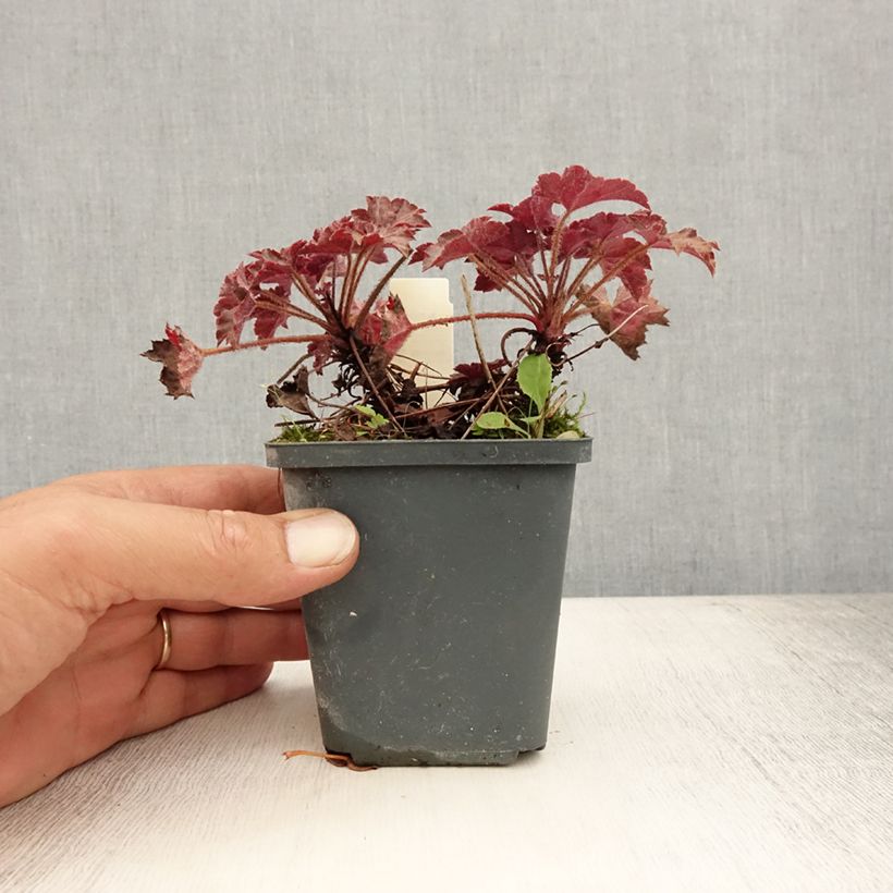 Ejemplar de Heuchera Blackout Maceta de 8/9 cm entregado en verano