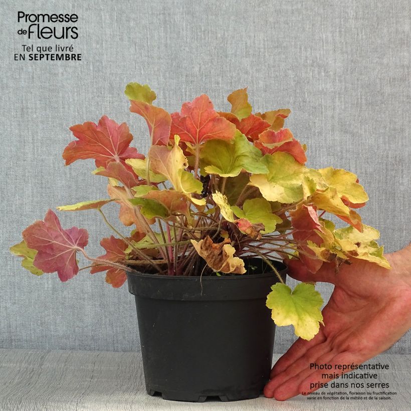 Ejemplar de Heuchera Caramel Maceta 2L/3L entregado en verano