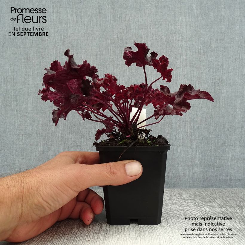 Ejemplar de Heuchera Chocolate Ruffle Maceta de 8/9 cm entregado en verano