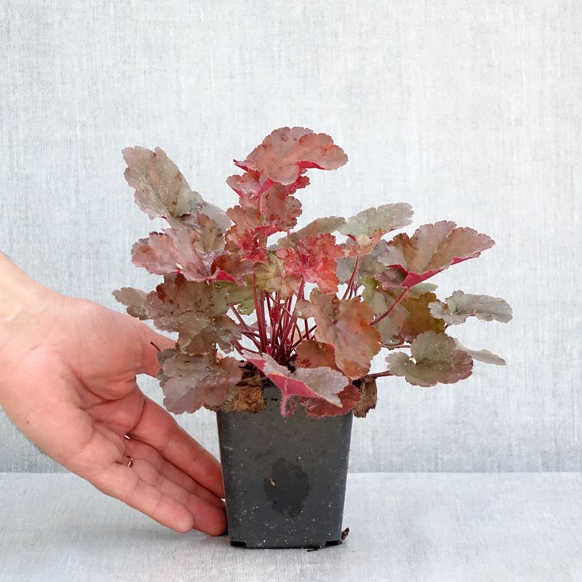 Heuchera Chocolate Ruffle Maceta de 8/9 cm Ejemplar entregado en la primavera