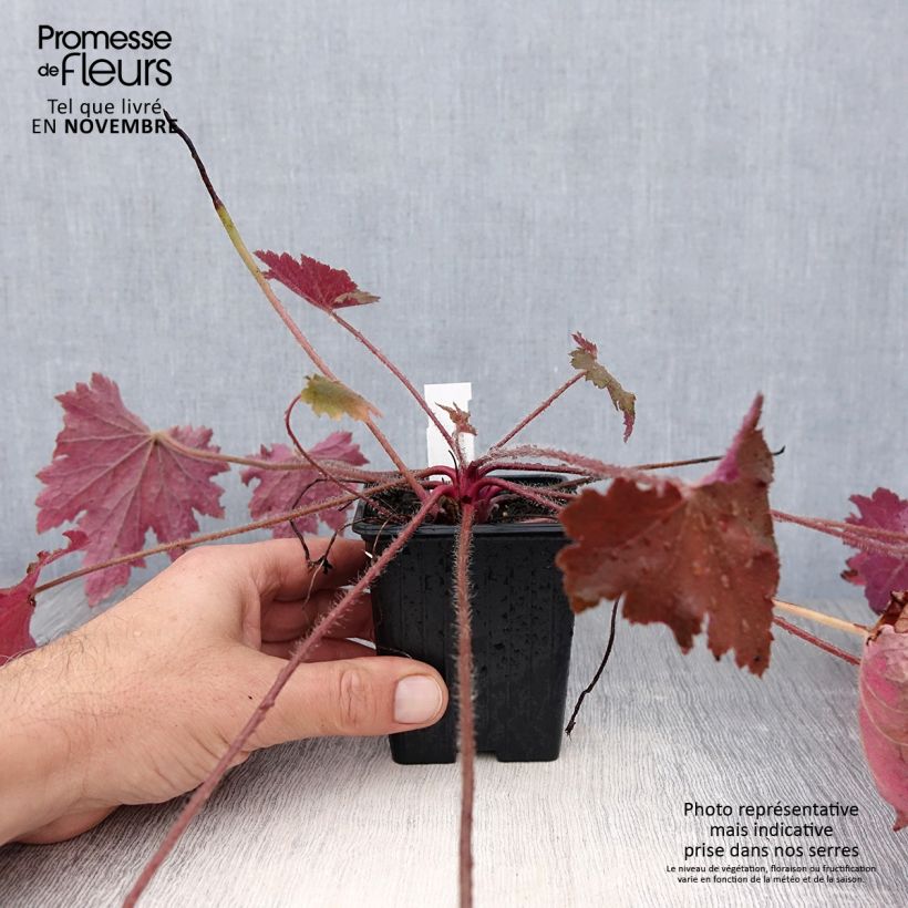 Ejemplar de Heuchera Copper Dinosaur Maceta de 8/9 cm entregado en otoño