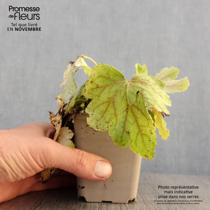 Ejemplar de Heuchera Electric Lime Maceta de 8/9 cm entregado en otoño