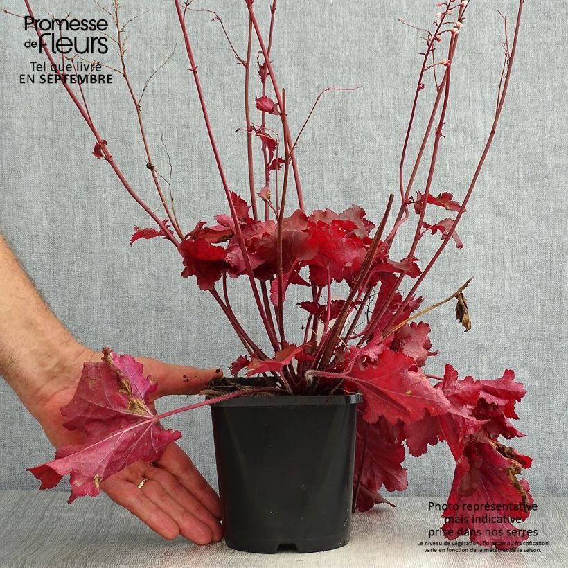 Ejemplar de Heuchera Forever Red Maceta 1,5L/2L entregado en verano