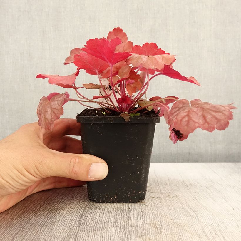 Ejemplar de Heuchera Georgia Peach Maceta de 8/9 cm entregado en otoño