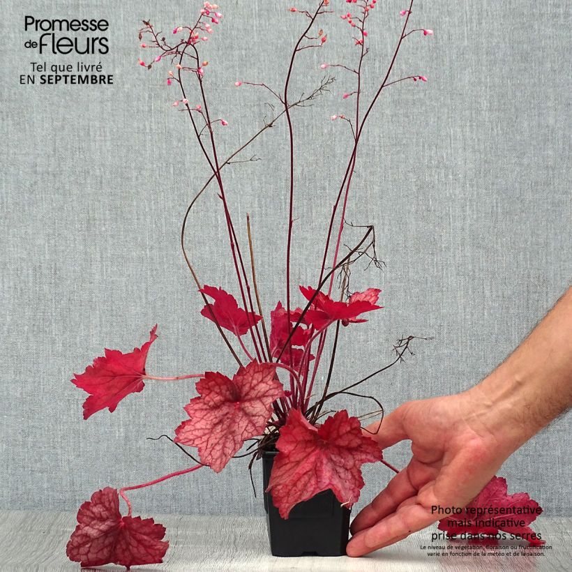 Ejemplar de Heuchera Georgia Peach Maceta de 8/9 cm entregado en verano