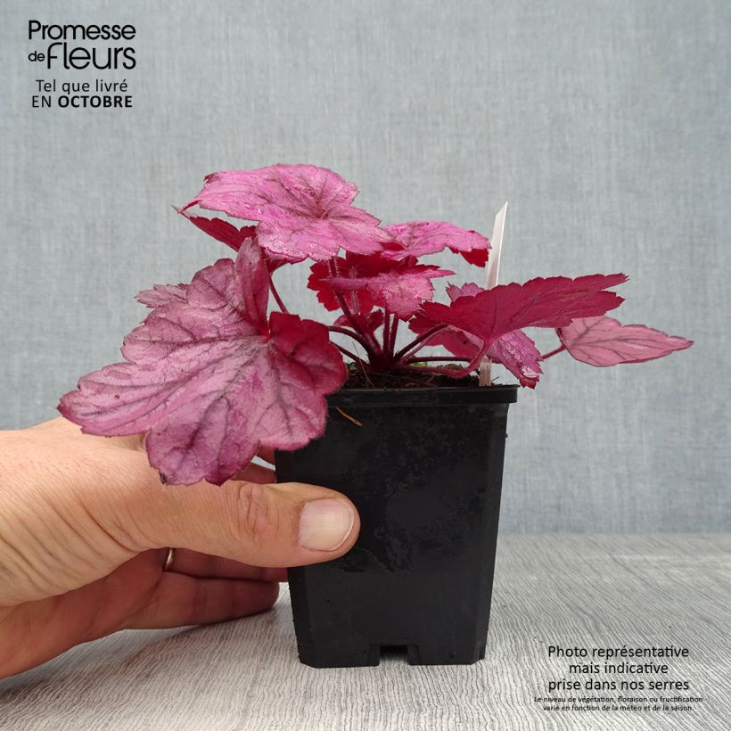 Ejemplar de Heuchera Georgia Plum Maceta de 8/9 cm entregado en otoño
