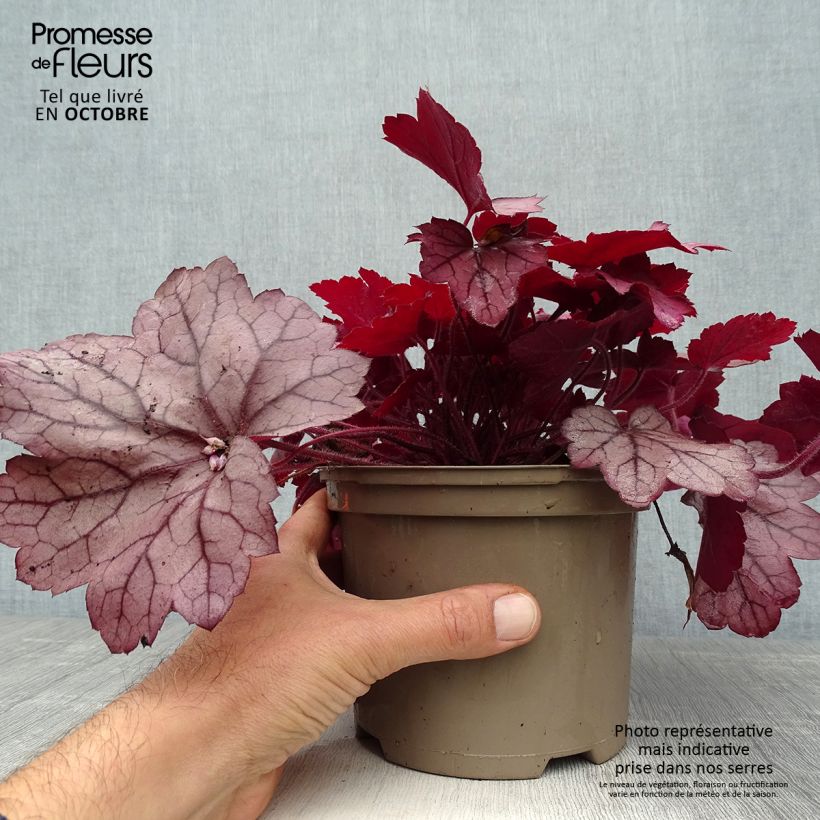 Ejemplar de Heuchera Georgia Plum Maceta 2L/3L entregado en otoño