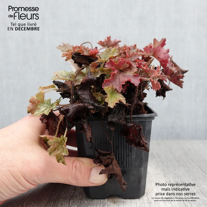 Ejemplar de Heuchera Ginger Ale Maceta de 8/9 cm entregado en otoño