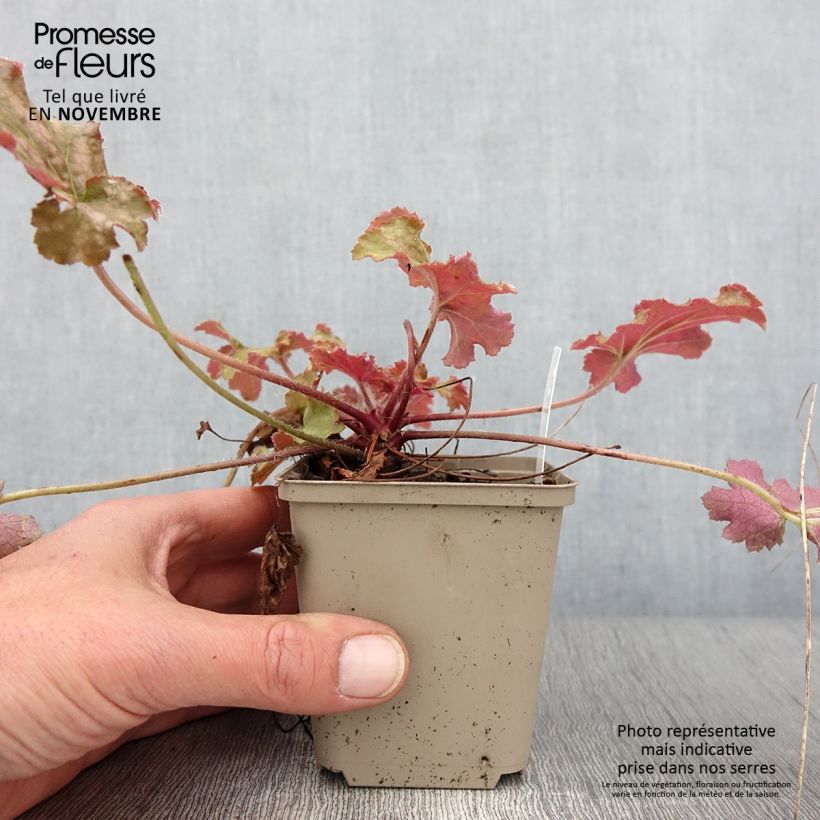 Ejemplar de Heuchera Ginger Peach Maceta de 8/9 cm entregado en otoño