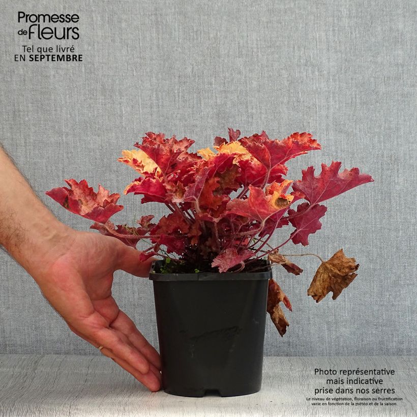 Ejemplar de Heuchera Ginger Peach Maceta 1L/1,5LAltura de entrega aprox. 20cm entregado en verano