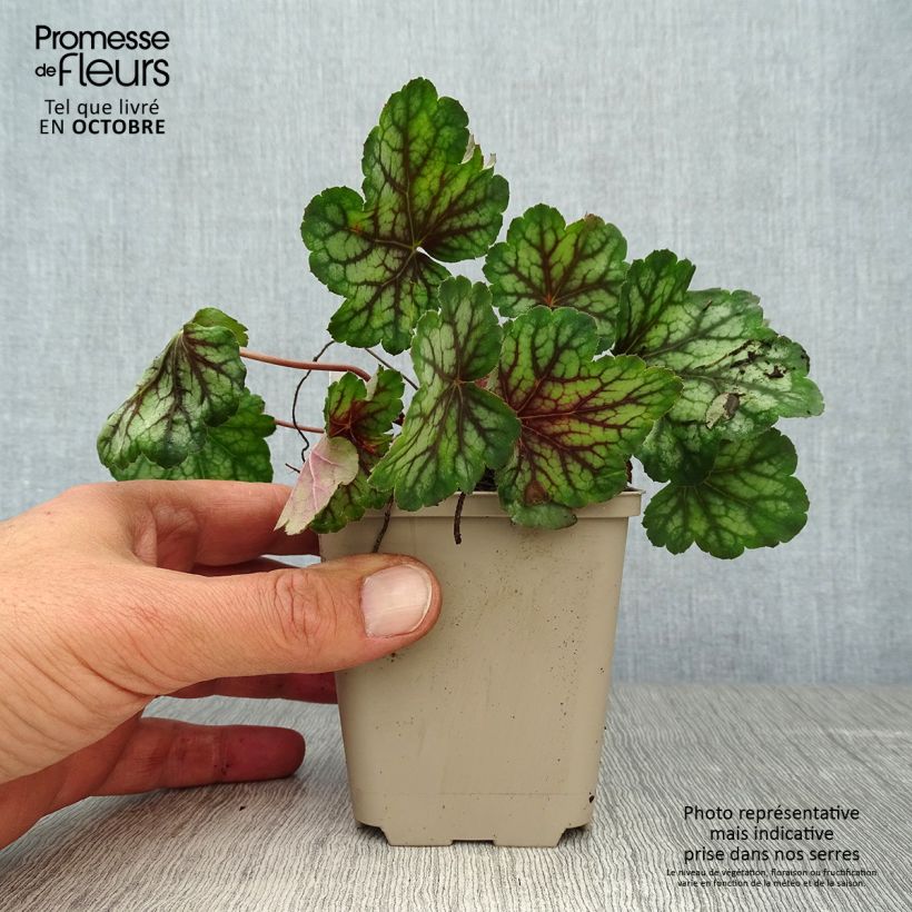 Ejemplar de Heuchera Green Spice Maceta de 8/9 cm entregado en otoño