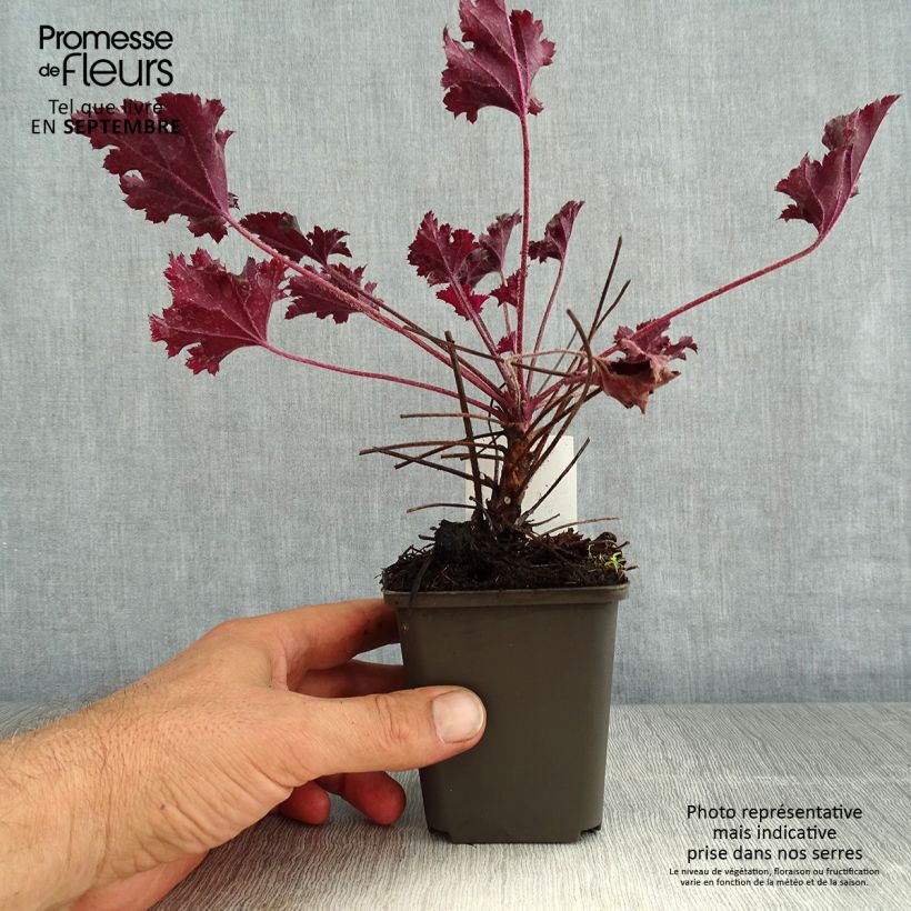 Ejemplar de Heuchera Dark Secret Maceta de 8/9 cm entregado en verano