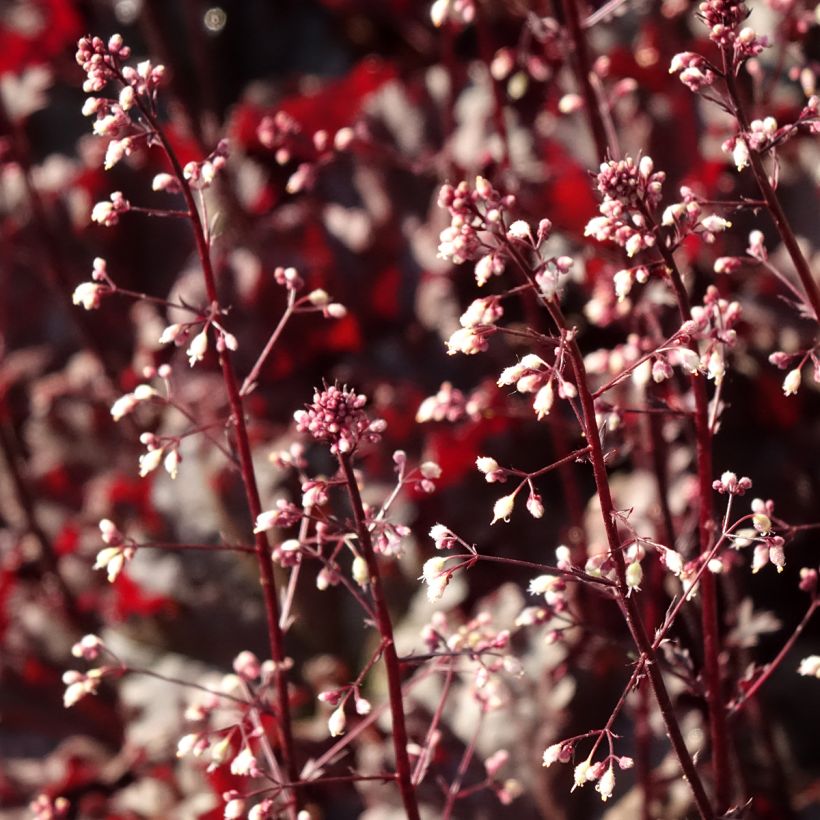 Heuchera Dark Secret (Floración)