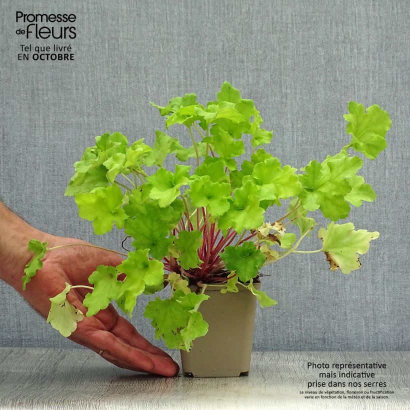 Ejemplar de Heuchera Lime Marmalade Maceta de 8/9 cm entregado en otoño