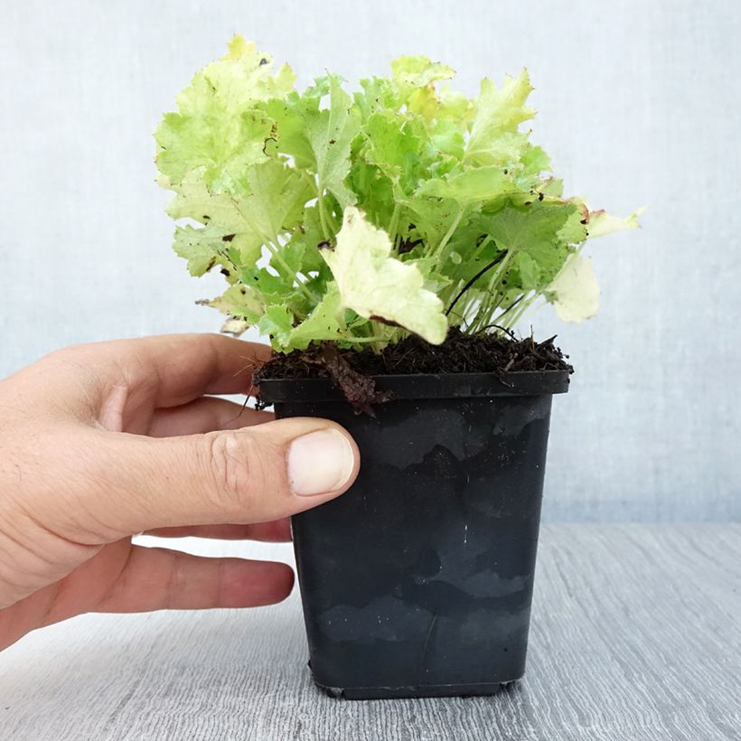 Ejemplar de Heuchera Lime Rickey Maceta de 8/9 cm entregado en verano