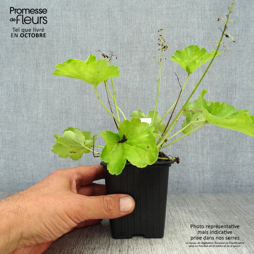Ejemplar de Heuchera Little Cutie Blondie in Lime Maceta de 8/9 cm entregado en otoño