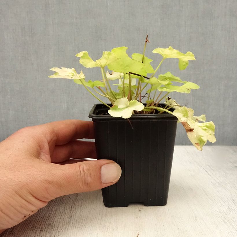 Ejemplar de Heuchera Little Cutie Blondie in Lime Maceta de 8/9 cm entregado en verano