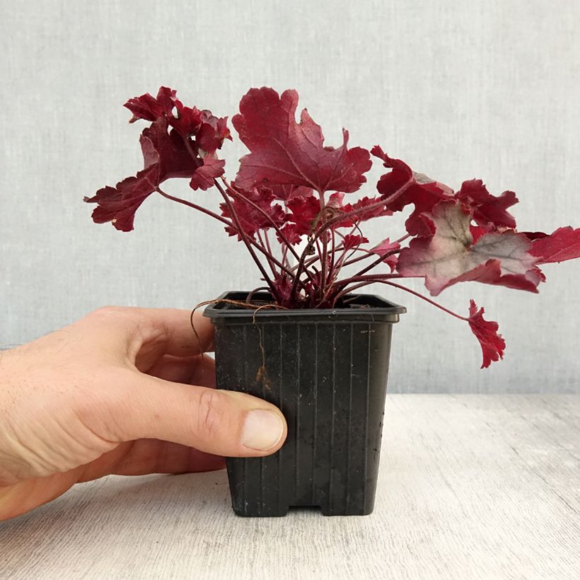 Ejemplar de Heuchera Little Cuties Sugar Berry Maceta de 8/9 cm entregado en otoño