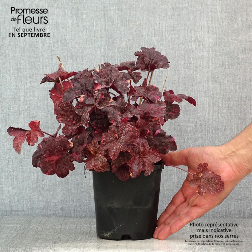 Ejemplar de Heuchera Midnight Rose Maceta 1,5L/2L entregado en verano