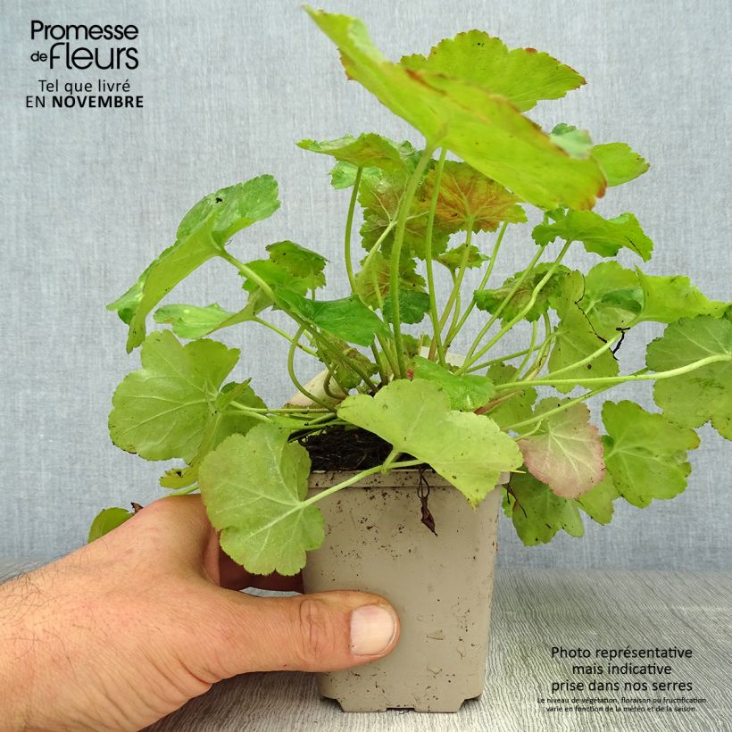 Ejemplar de Heuchera Miracle Maceta de 8/9 cm entregado en otoño