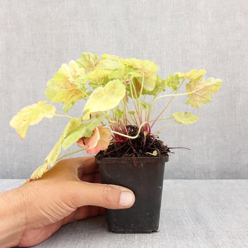 Ejemplar de Heuchera Miracle Maceta de 8/9 cm entregado en verano