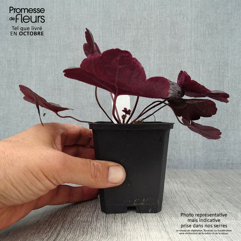 Ejemplar de Heuchera Obsisian Maceta de 8/9 cm entregado en otoño