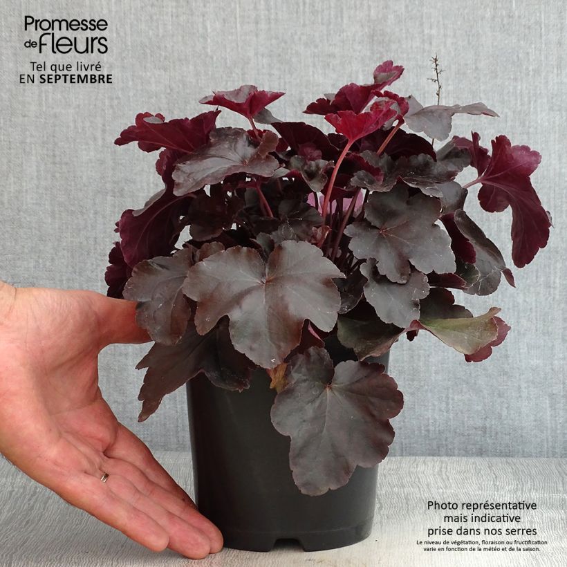 Ejemplar de Heuchera Obsisian Maceta 1,5L/2L entregado en verano