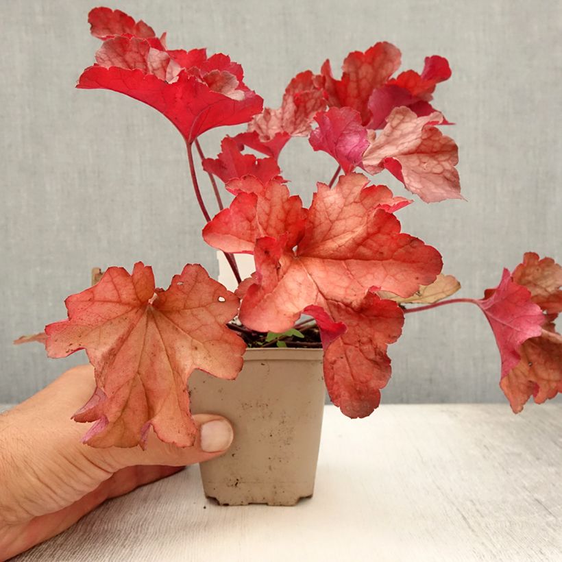 Ejemplar de Heuchera Paprika Maceta de 8/9 cm entregado en verano