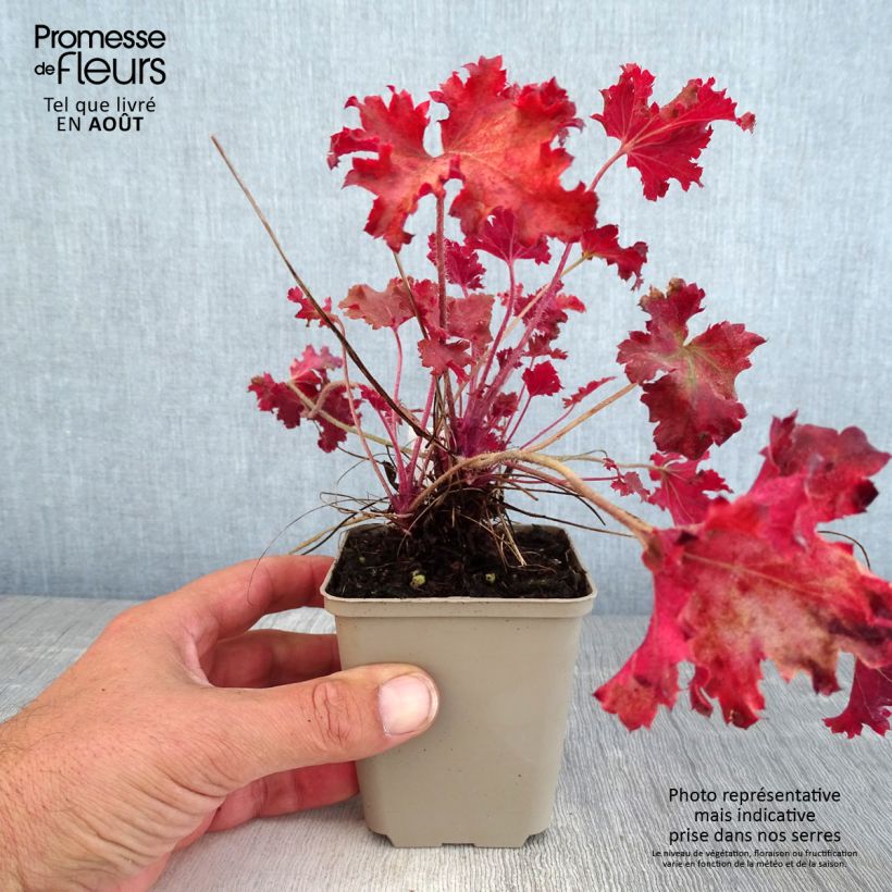 Ejemplar de Heuchera Peach Crisp Maceta de 8/9 cm entregado en verano