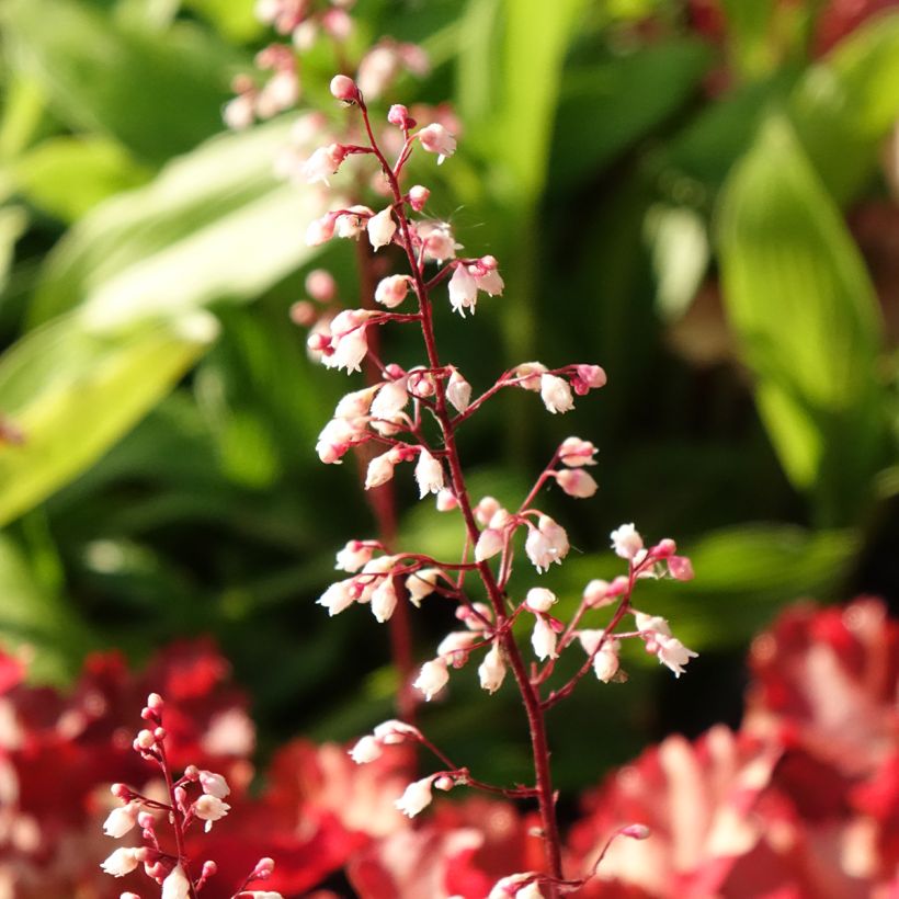 Heuchera Peach Crisp (Floración)