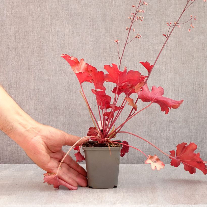Ejemplar de Heuchera Peach flambé Maceta de 8/9 cm entregado en verano