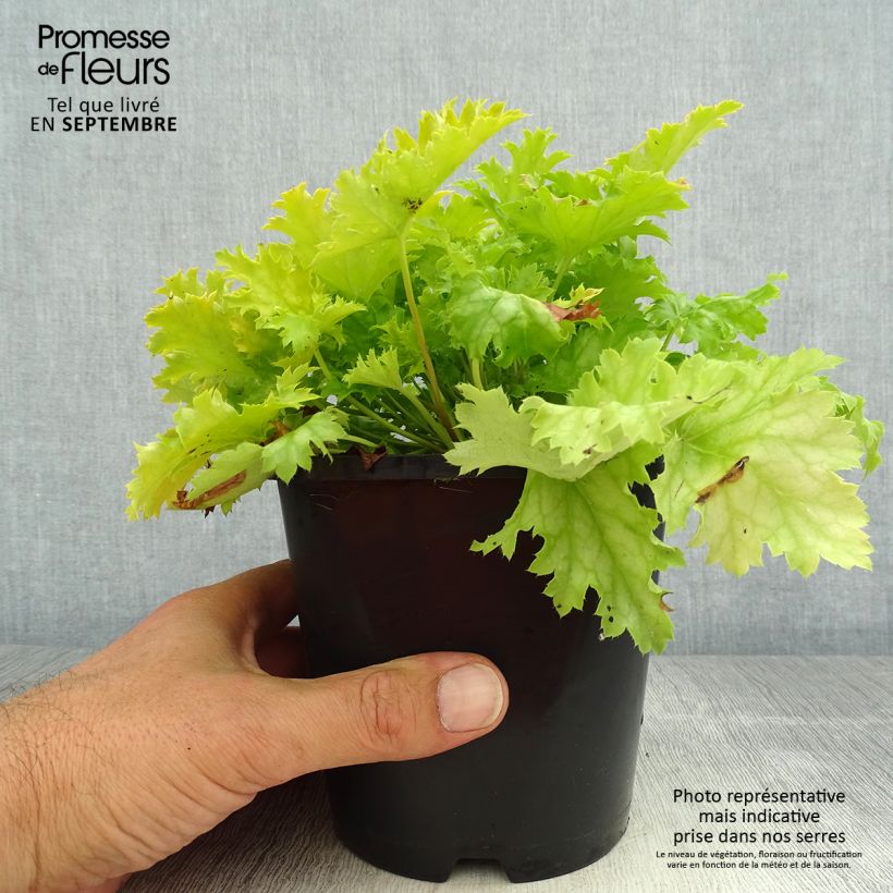 Ejemplar de Heuchera Peach flambé Maceta 1,5L/2L entregado en verano