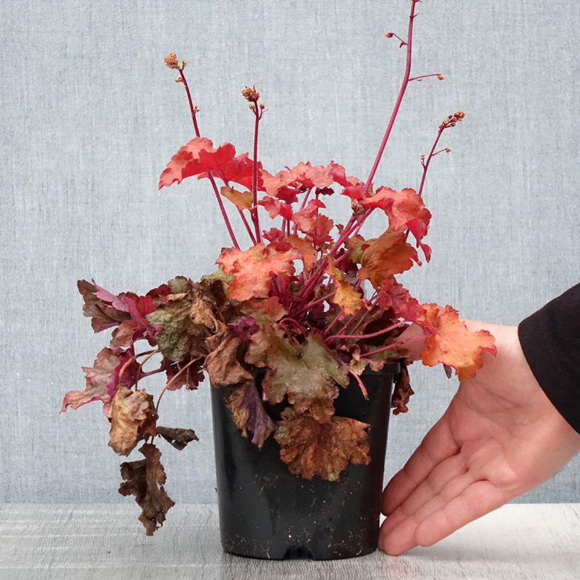 Heuchera Peach flambé Maceta 1,5L/2LAltura de entrega aprox. 20cm Ejemplar entregado en la primavera