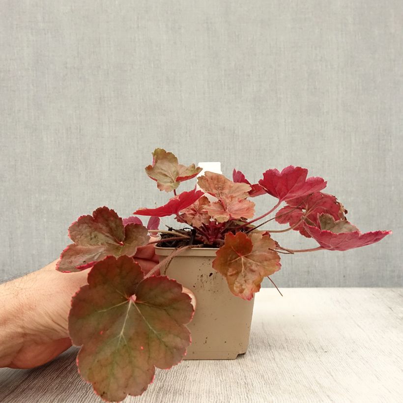 Ejemplar de Heuchera Pink Pearls Maceta de 8/9 cm entregado en otoño