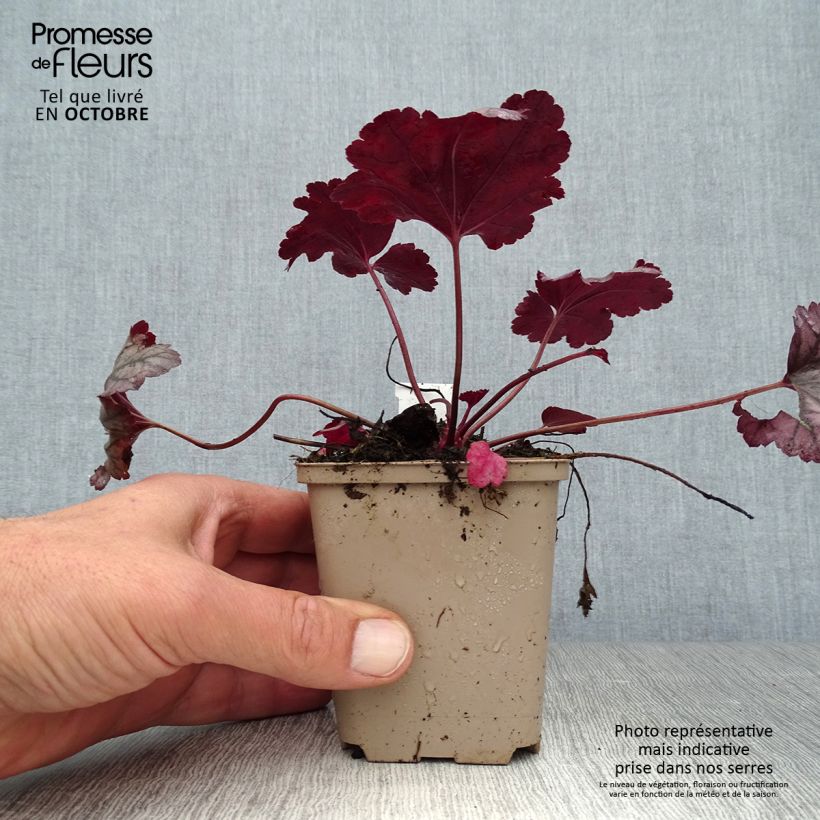 Ejemplar de Heuchera Plum Royale Maceta de 8/9 cm entregado en otoño