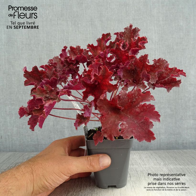 Ejemplar de Heuchera Purple Petticoats Maceta de 8/9 cm entregado en verano