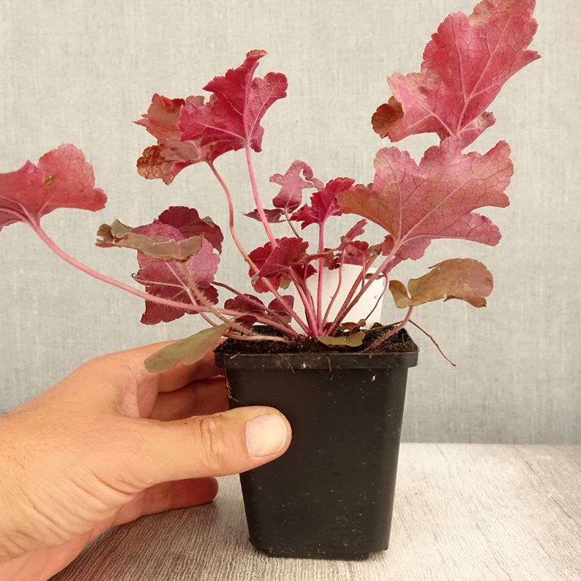 Ejemplar de Heuchera Red Sea Maceta de 8/9 cm entregado en verano
