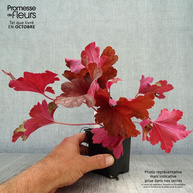 Ejemplar de Heuchera Rio Maceta de 7/8 cm entregado en otoño