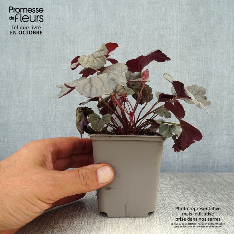 Ejemplar de Heuchera Silver Gumdrop Maceta de 8/9 cm entregado en otoño