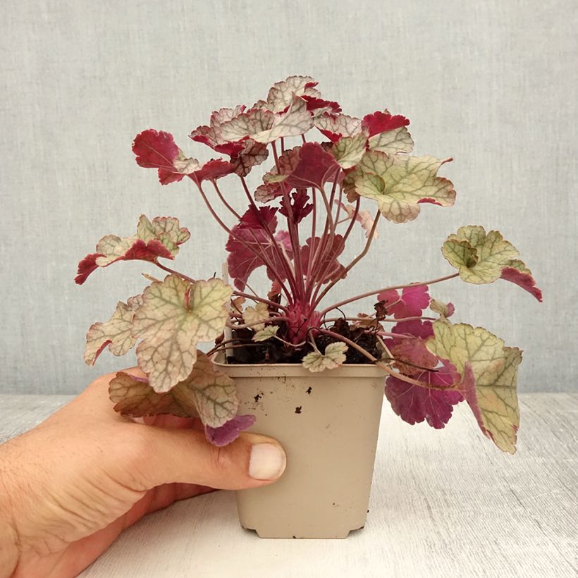 Ejemplar de Heuchera Silver Scrolls Maceta de 8/9 cm entregado en verano