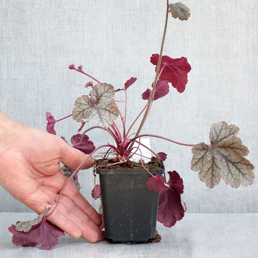 Heuchera Silver Scrolls Maceta de 8/9 cm Ejemplar entregado en la primavera