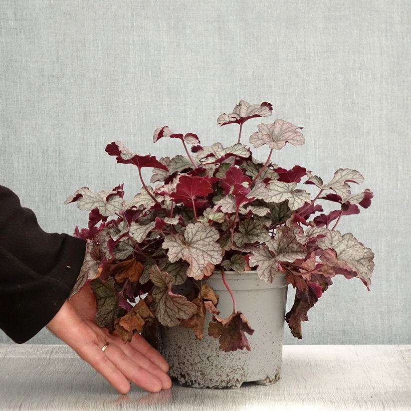 Ejemplar de Heuchera Silver Scrolls Maceta 2L/3L entregado en otoño