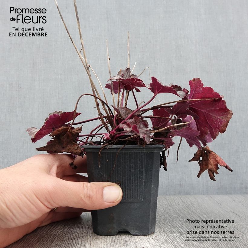 Ejemplar de Heuchera Spellbound Maceta de 8/9 cm entregado en otoño