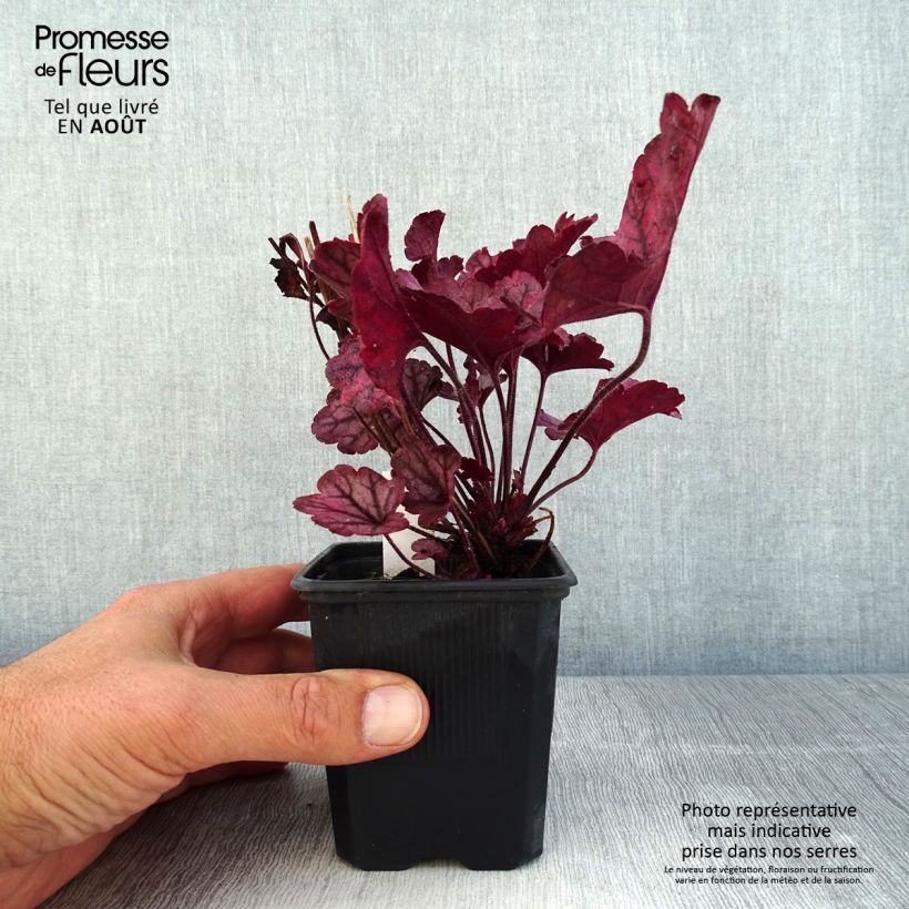Ejemplar de Heuchera Spellbound Maceta de 8/9 cm entregado en verano