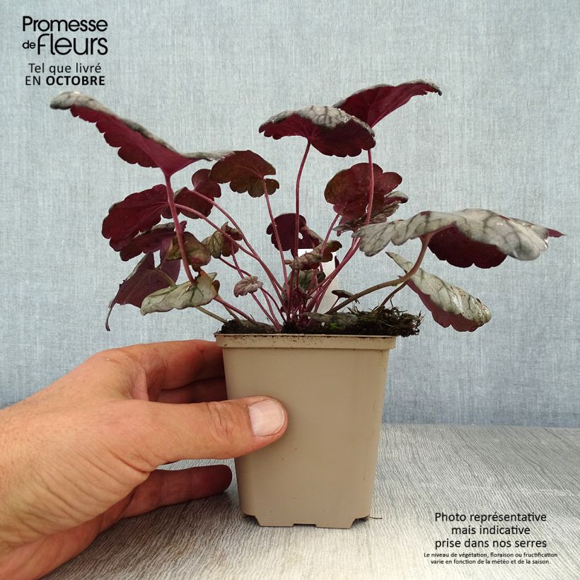 Ejemplar de Heuchera Sugar Plum Maceta de 8/9 cm entregado en otoño